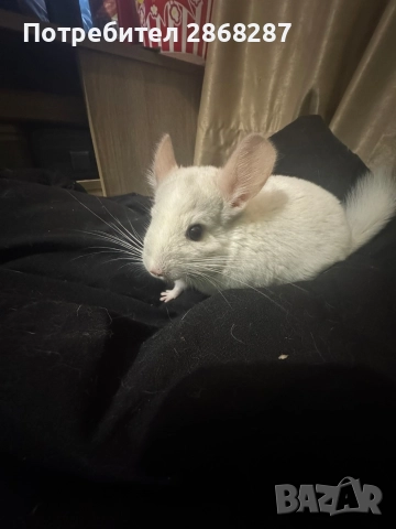 чинчила, снимка 2 - Чинчили - 52803015