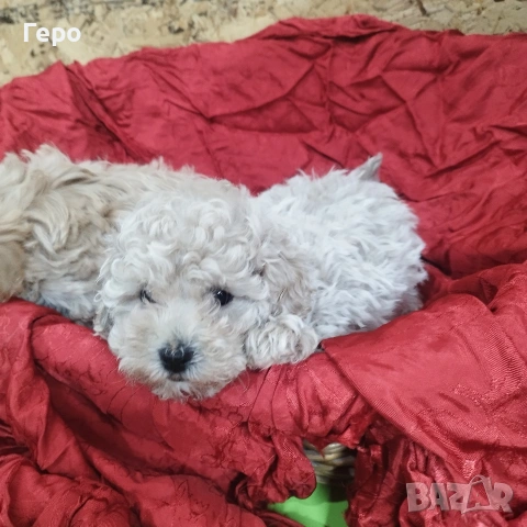 малтипу , снимка 2 - Пудели - 53601593