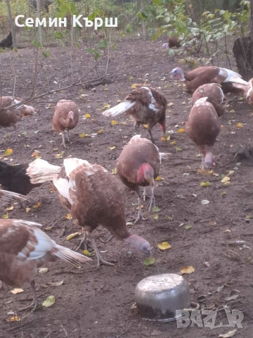 Пуйки Ред Бърбън, снимка 5 - Кокошки и пуйки - 52122158