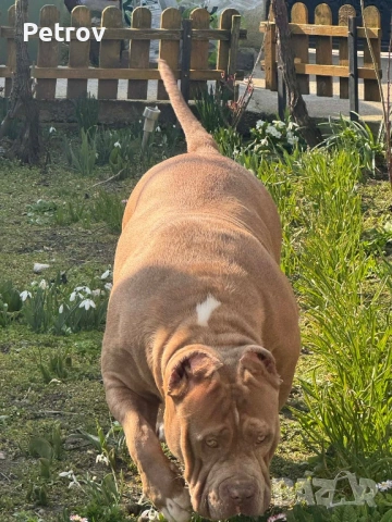 Американско були , снимка 10 - Питбул - 53690899