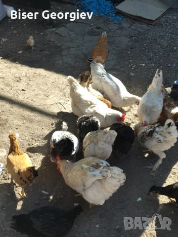 джинки различни цветове млади мъжки и женски , снимка 8 - За птици - 51853244