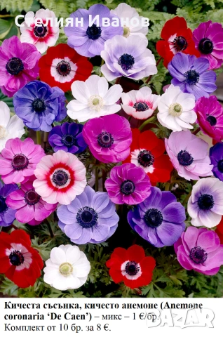 Кичеста съсънка, кичесто анемоне (Anemone coronaria ‘De Caen’) – микс; грудки