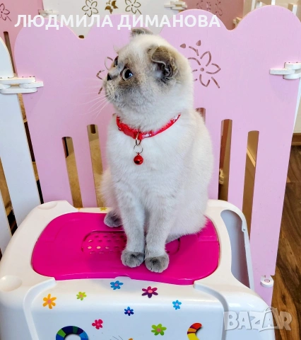 Шотландско момиче със сини очи. , снимка 5 - Британска късокосместа - 53291975