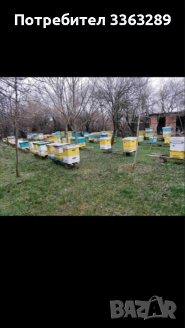 пчелни семейства ЛР  10р 10бр 