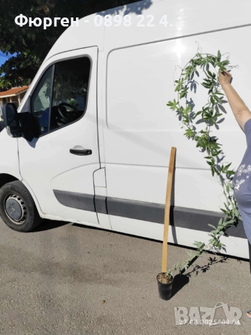  Пасифлора - Passiflora, снимка 3 - Разсади - 37497476