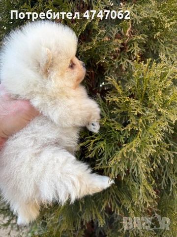 Померан мъжко, снимка 2 - Померан - 53666025