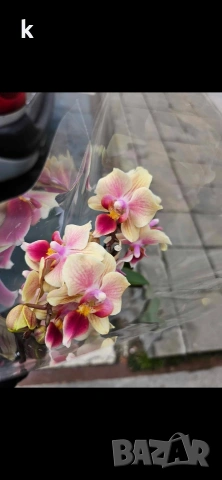 4 мини орхидеи без цвят, снимка 3 - Стайни растения - 54190789
