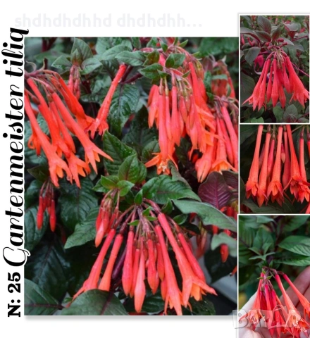 Фуксия за Градината и Балкона , снимка 2 - Градински цветя и растения - 54220620