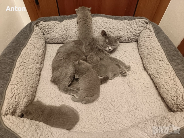 Британчета, снимка 5 - Британска късокосместа - 52557328