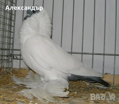 Гълъб Шмалкалденски на 8 месеца