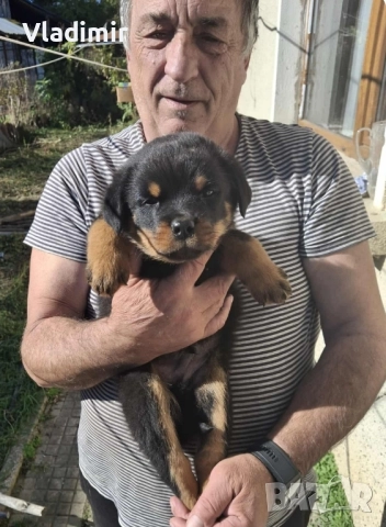 продавам Ротвайлери