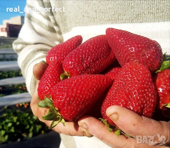 Само ЗА ЦЕНИТЕЛИ Уникален БИО разсад Ягоди и Малини