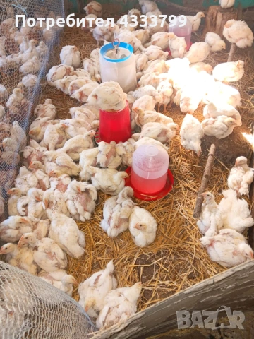 Женски пилета супер харко,мъжки и бройлери на 1 месец 