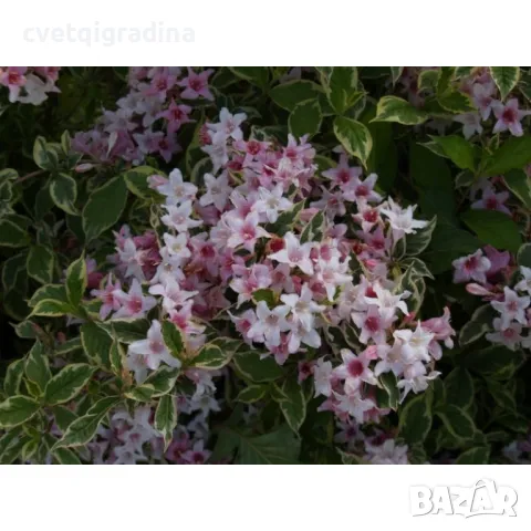 Вейгела Weigela florida 'Nana Variegata', снимка 2 - Градински цветя и растения - 49085658