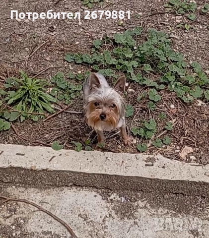 Йорки стандартен размер 