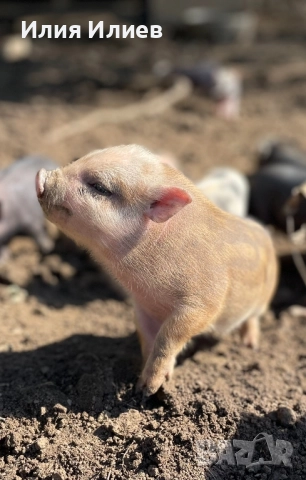 Виетнамски прасета, снимка 2 - Други животни - 52072298