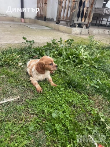 Бретон шпаньоли, снимка 2 - Бретон шпаньол - 52665123