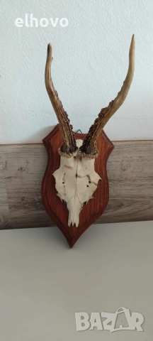 Еленови рога с череп#2, снимка 2 - Антикварни и старинни предмети - 52036006