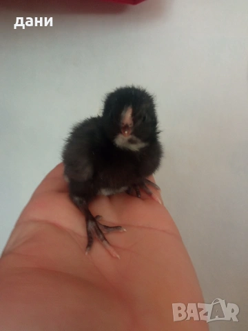 пилета на различна възраст 