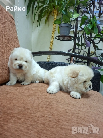 чау чау , снимка 4 - Чау Чау - 52886549