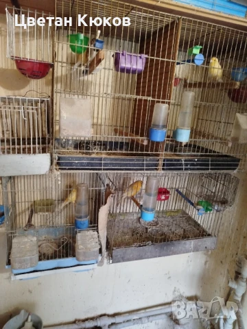 продавам канарчета възможна доставка до София или Монтана , снимка 2 - Канари - 51032701