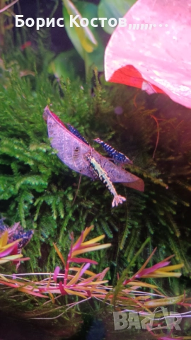 Скариди каридини и неокаридини, снимка 3 - Други - 52876583