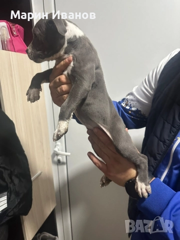 Синьо питбулче, момиче с две ваксини!!!, снимка 2 - Питбул - 52725678