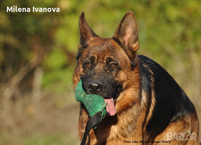 Малки немски овчарки от развъдник , снимка 12 - Немска овчарка - 53678555
