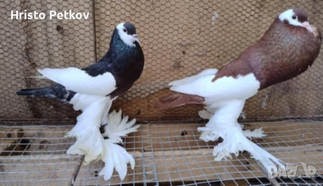 Продавам 4 чифта и 1 младо Седлати Гушести , снимка 7 - Гълъби - 50737868