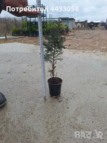 Лъжекипарис 50-60 см, снимка 1