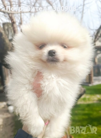 Померан, померанче