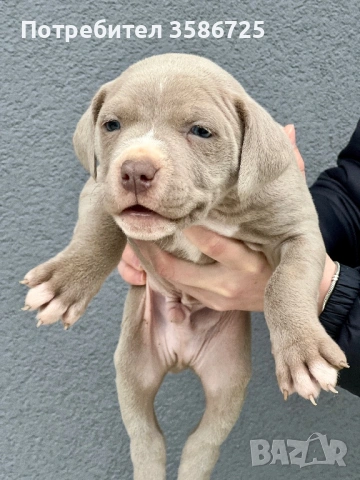 Питбул blue fawn, снимка 2 - Питбул - 53942747