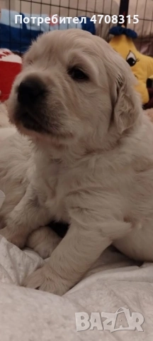 Голдън ретривър момче родословен баща, снимка 9 - Голдън ретривър - 53164768