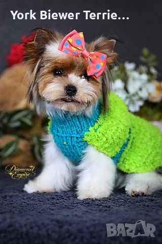 Йорки, Малка принцесса за деца и възрастни ! Доставка 