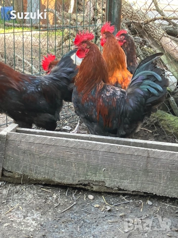 Петлета Маран и Легбар, снимка 7 - Кокошки и пуйки - 53697776