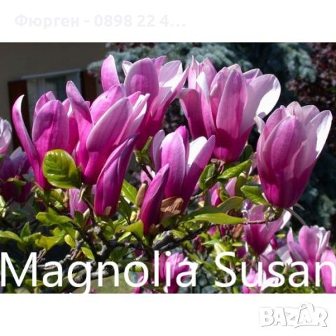 Магнолия - Magnolia НАЛИЧНИ 14 ВИДА Студоустoйчиви, снимка 13 - Градински цветя и растения - 28046229