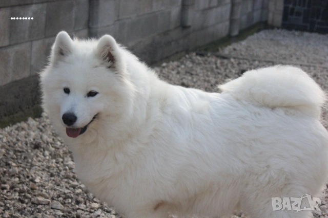 Самоед бебета, снимка 9 - Самоед - 51998559