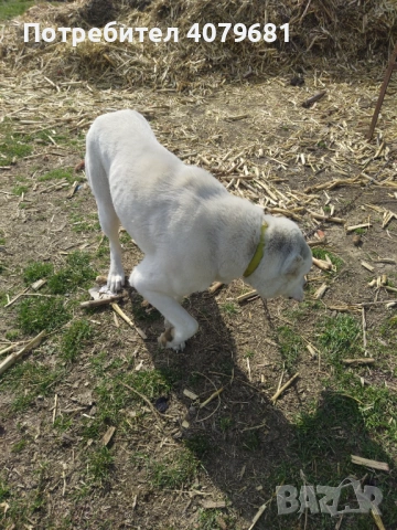 Алабй , снимка 3 - Средноазиатска овчарка - 53869958