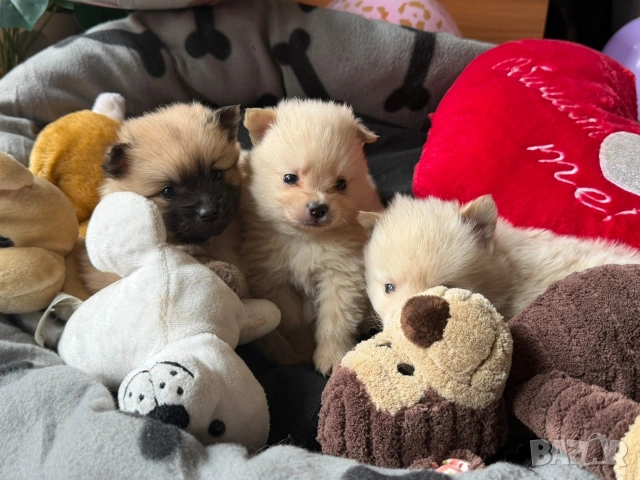 Померан , снимка 4 - Померан - 54074185