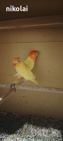 Две двойки Неразделки , снимка 4 - Папагали - 53590569