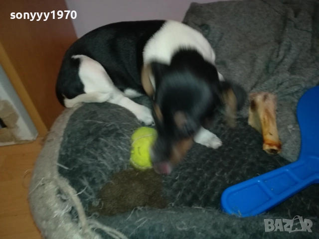 ДЖАК РЪСЕЛ 1011250842, снимка 12 - Джак ръсел териер - 52358129