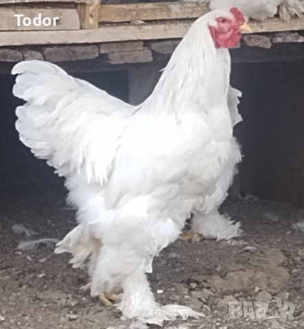 оплодени яйца от  Брама , снимка 2 - Кокошки и пуйки - 53684246