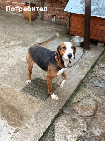 Трицветно гонче 