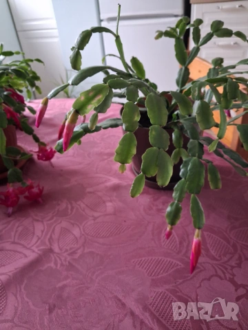  Коледниче - три саксии, снимка 7 - Стайни растения - 53212399