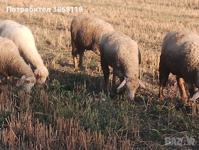 Продавам три мъшки  Агнетата на четири месеца  Намират се  във Село Маноле  0896159264, снимка 2 - Други животни - 46812637