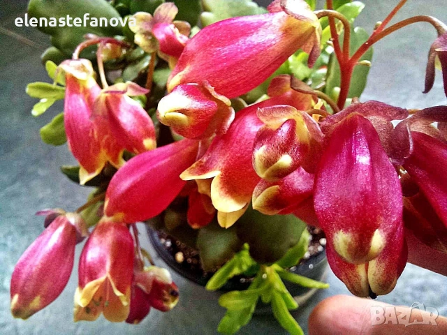 Каланхое Wendy , снимка 3 - Стайни растения - 54084470