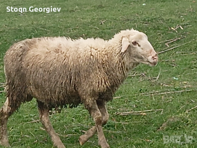 Коч рогат, снимка 3 - Овце - 54155421