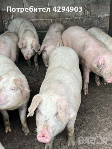 Продавам прасета, снимка 3 - Прасета - 52915594