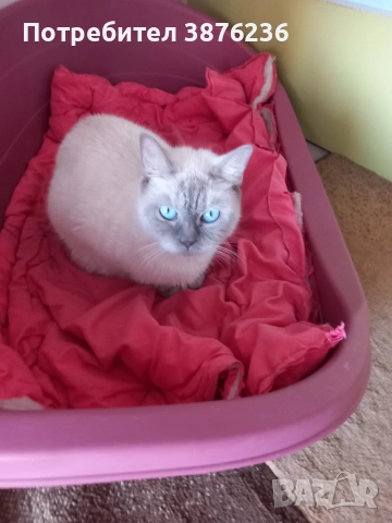 Колор пойнт, снимка 7 - Други - 52677006