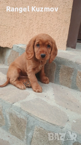Кокер шпаньол , снимка 1